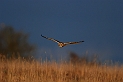 Short-eared owl - F